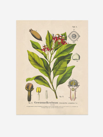 Clove Botanical Print – Vintage Plant Wall Art