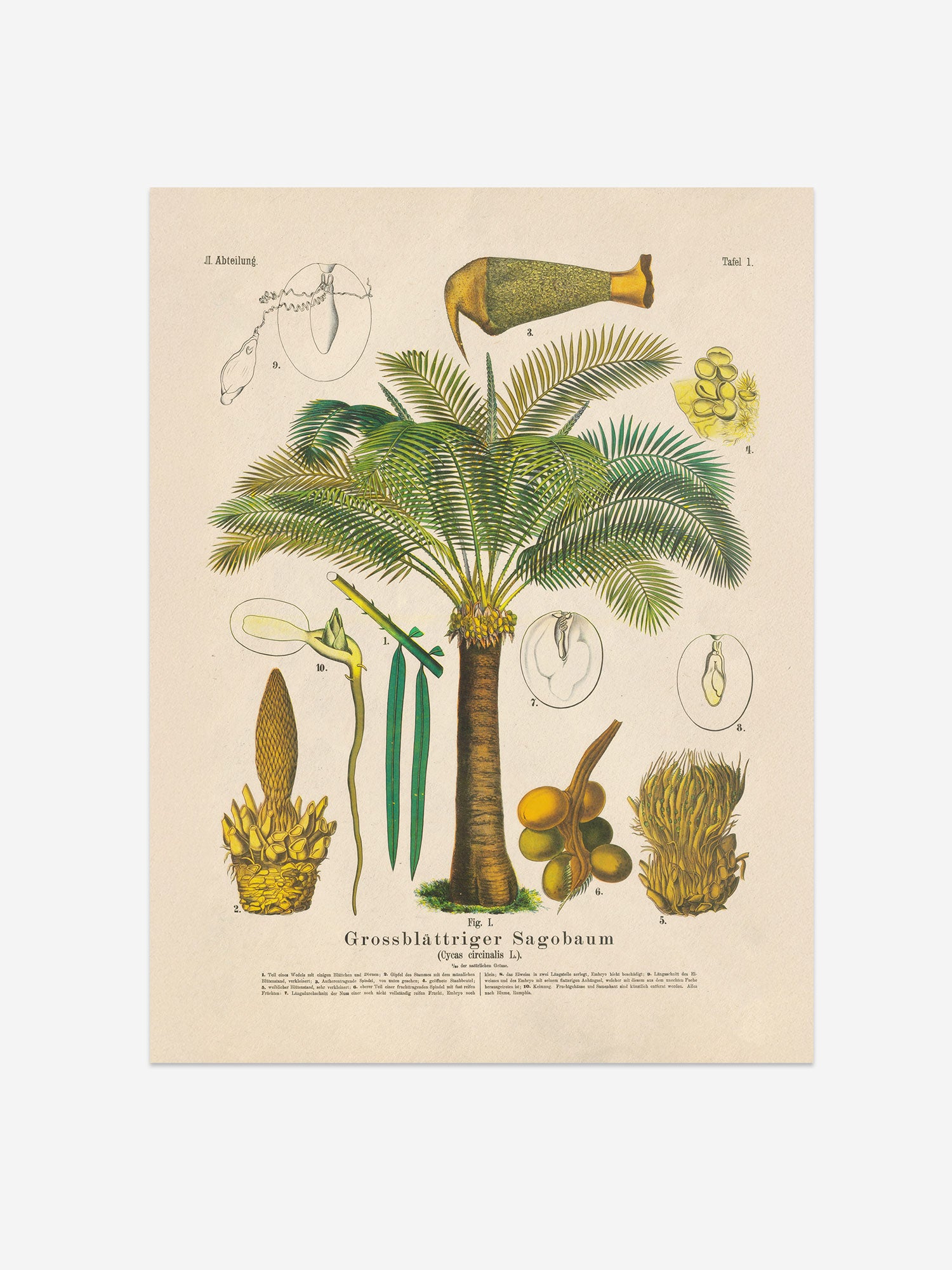 Cycas Botanical Print – Vintage Plant Wall Art