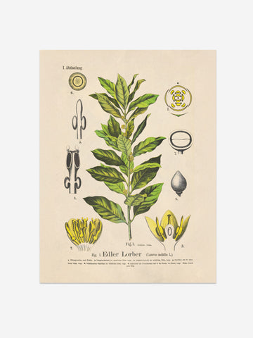 Bay Laurel Botanical Print – Vintage Plant Wall Art