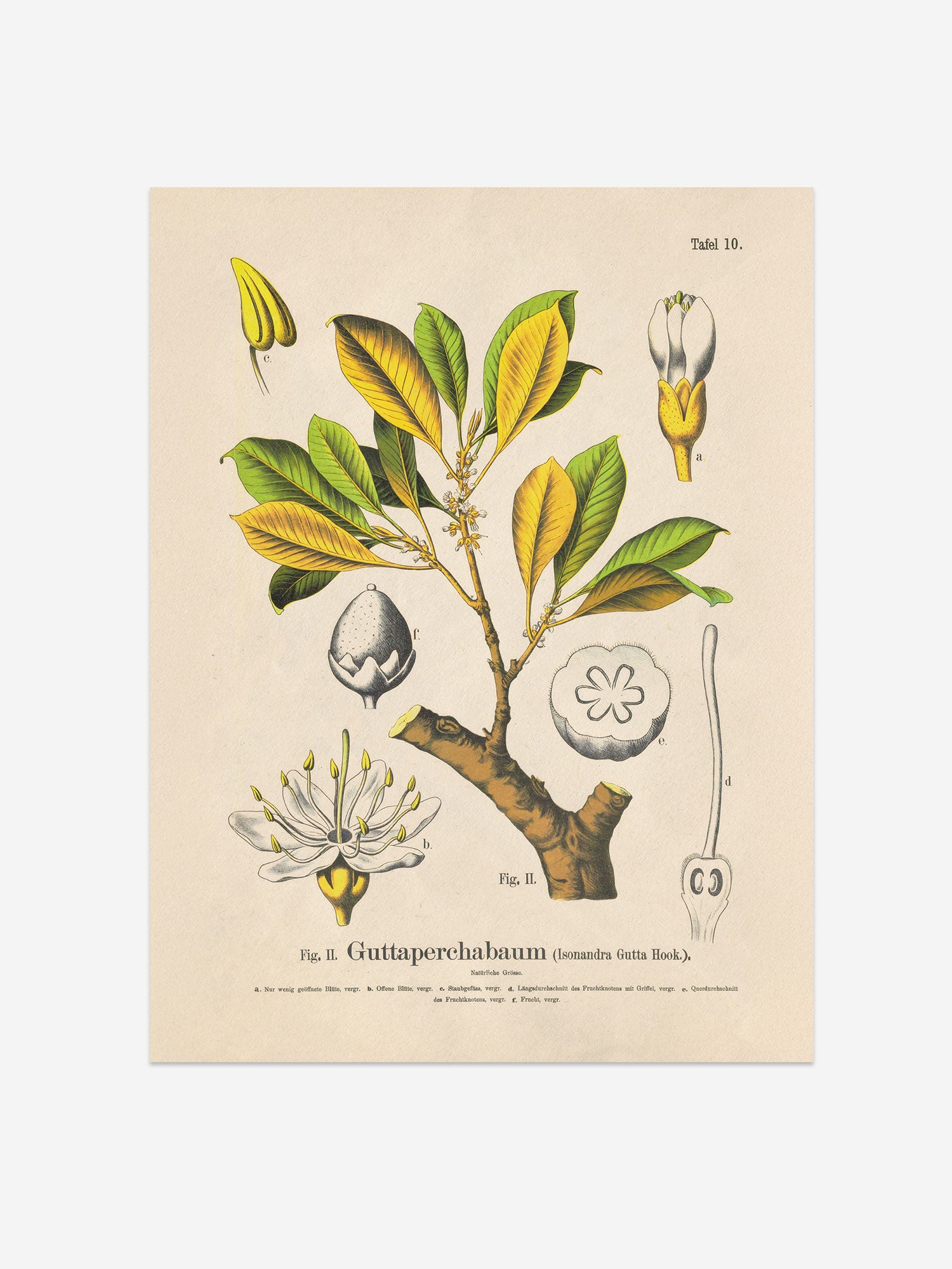 Isonandra Gutta Botanical Print – Vintage Plant Wall Art