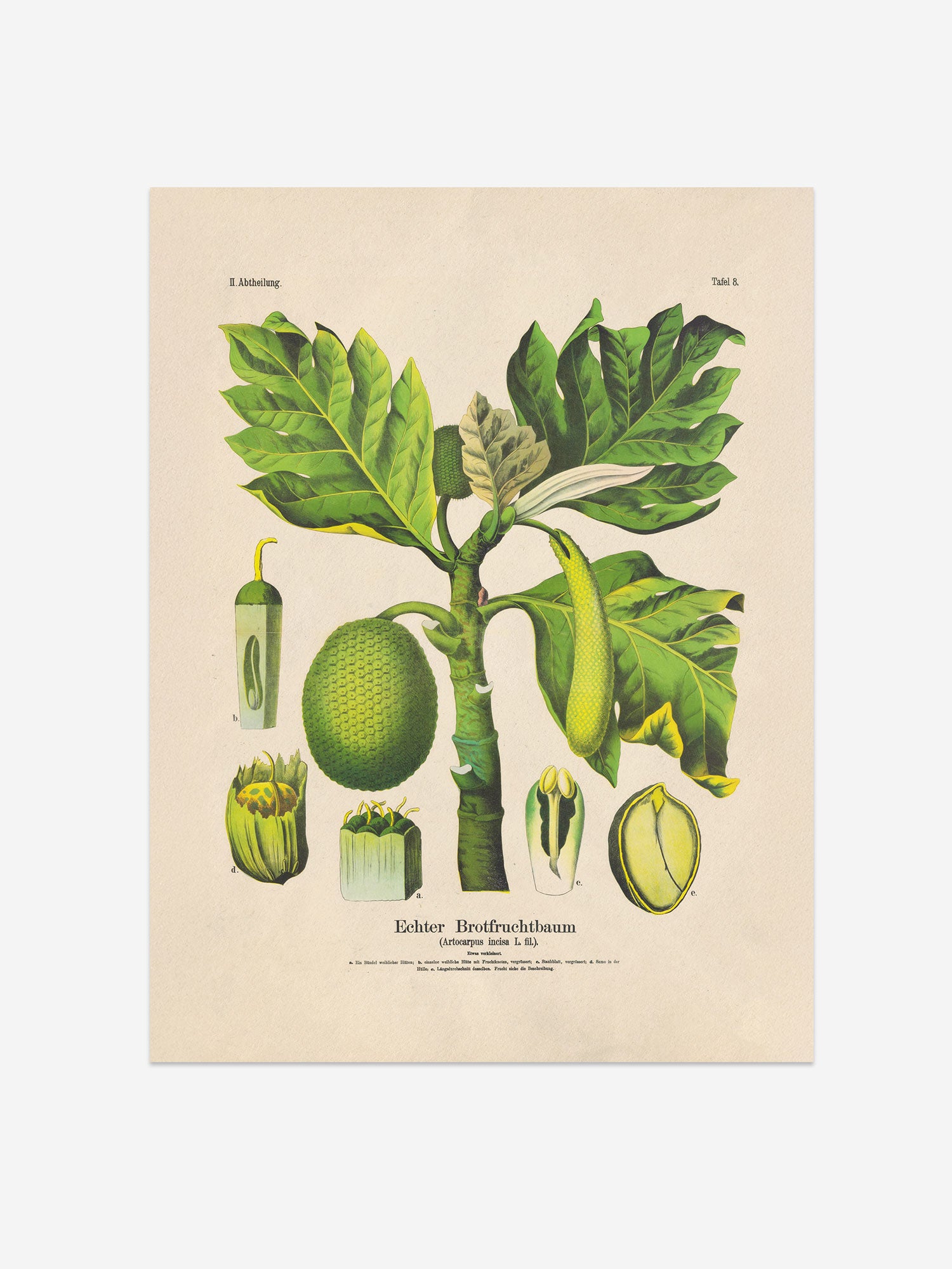 Breadfruit Botanical Print – Vintage Plant Wall Art