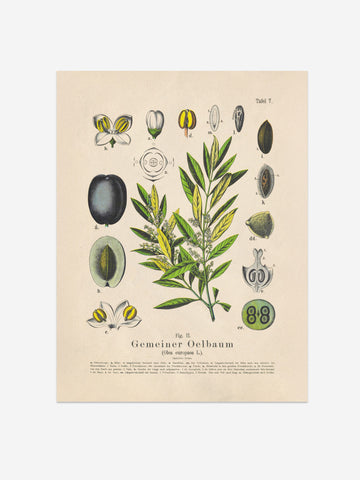 Olive Botanical Print – Vintage Plant Wall Art