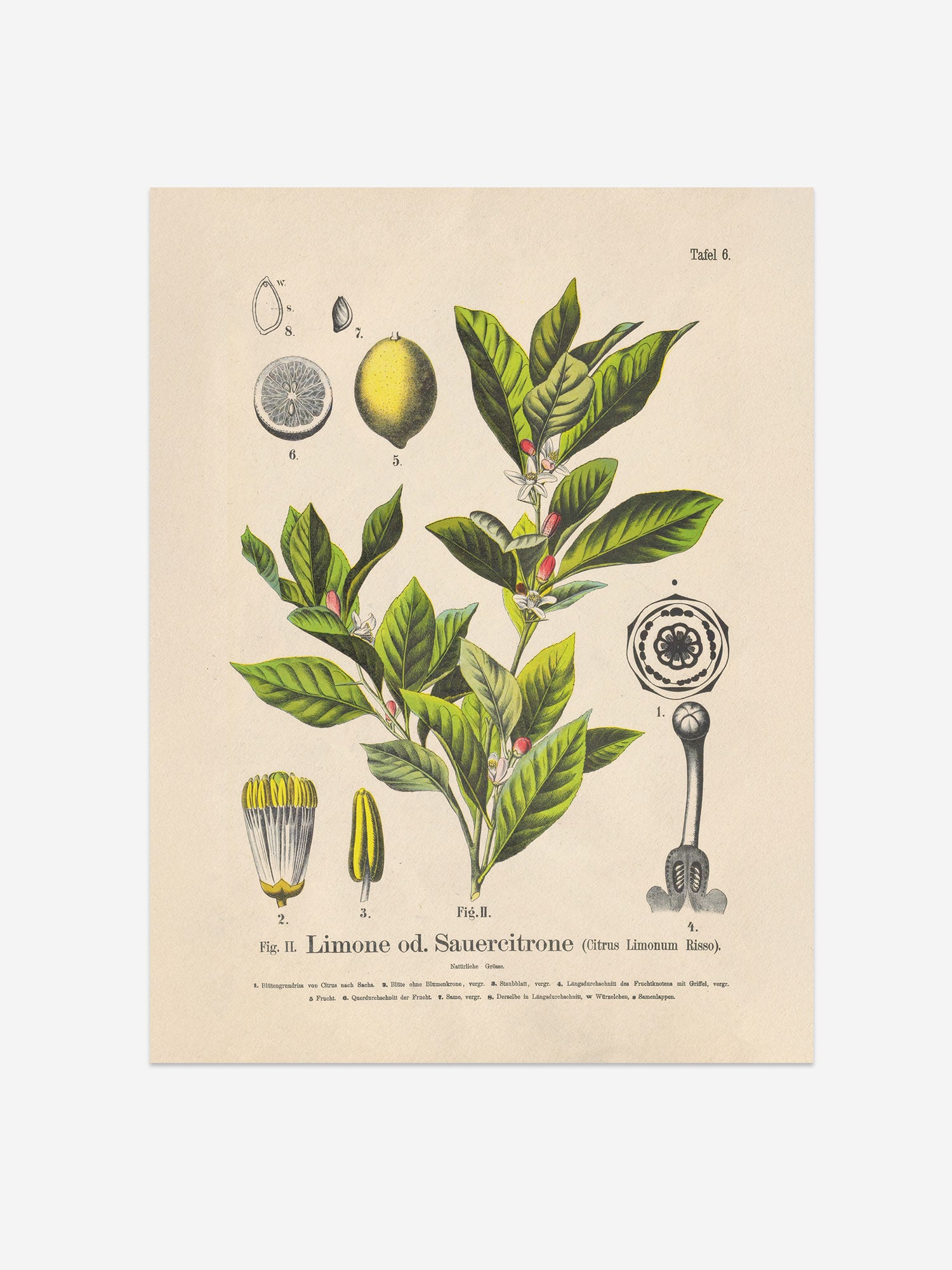 Lemon Botanical Print – Vintage Plant Wall Art