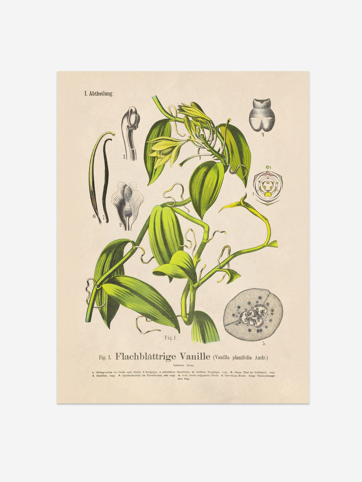 Vanilla Botanical Print – Vintage Plant Wall Art