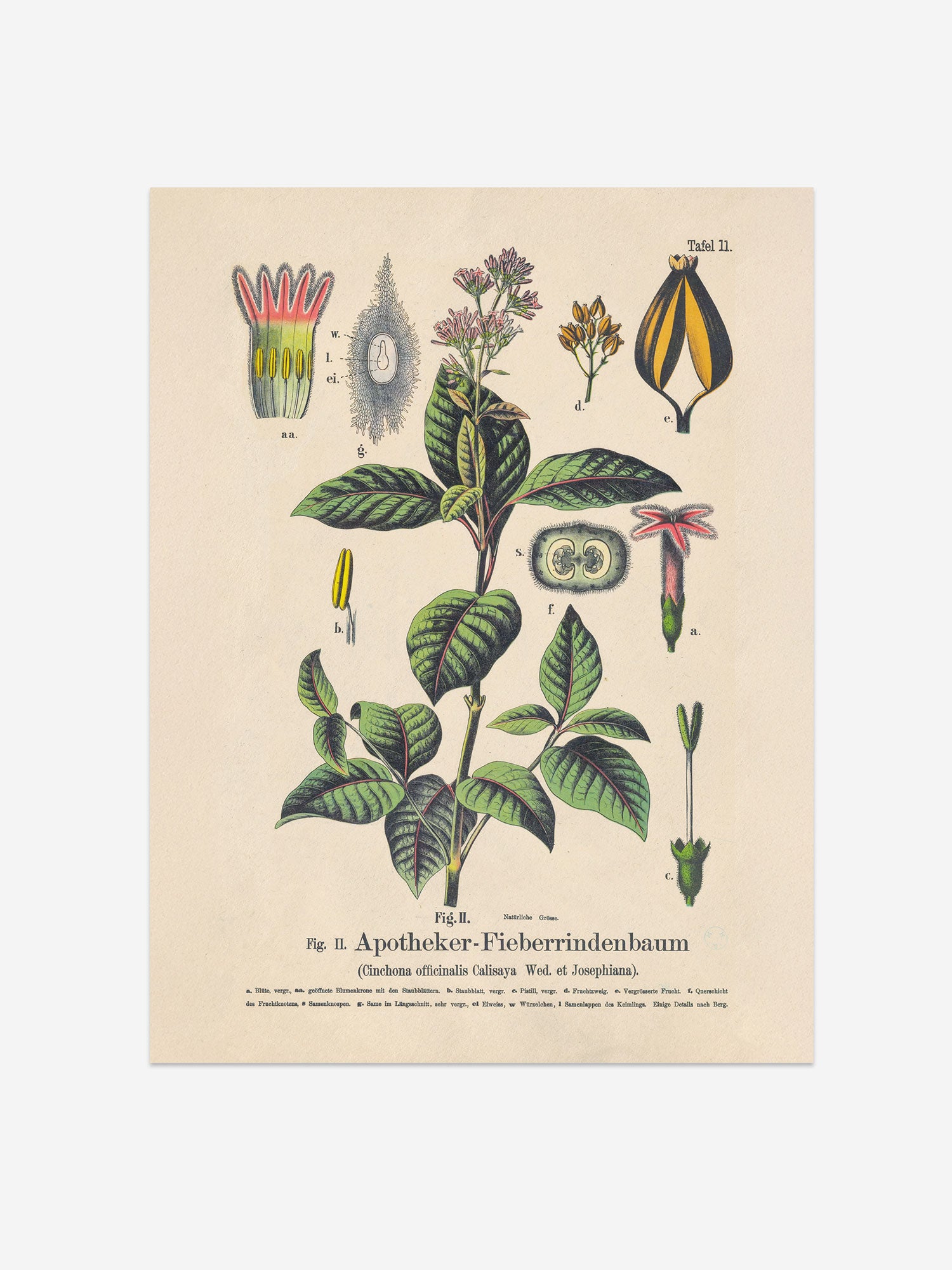 Quinine Botanical Print – Vintage Plant Wall Art