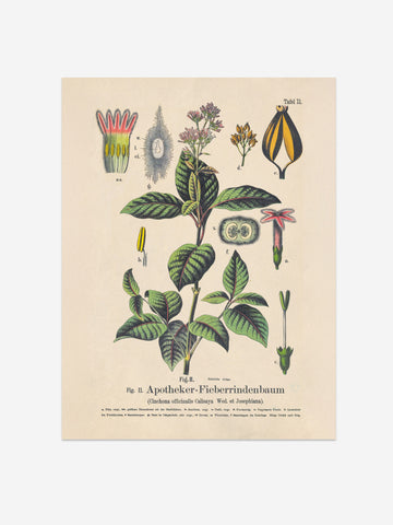 Quinine Botanical Print – Vintage Plant Wall Art