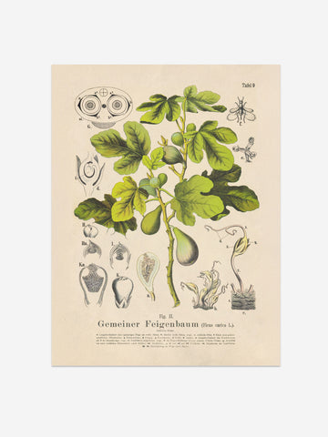 Fig Botanical Print – Vintage Plant Wall Art