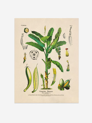 Banana Botanical Print – Vintage Plant Wall Art