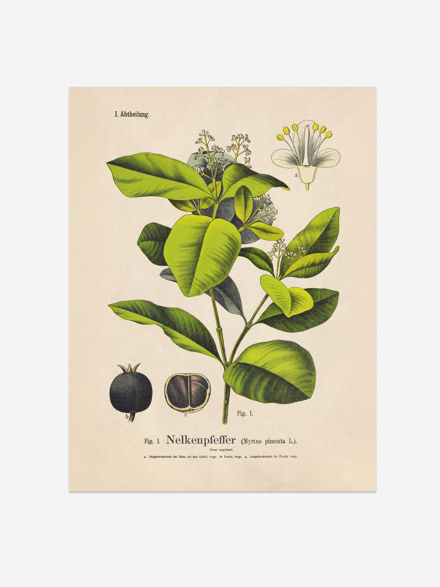 Allspice Botanical Print – Vintage Plant Wall Art