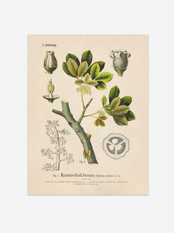 Rubber Tree Botanical Print – Vintage Plant Wall Art