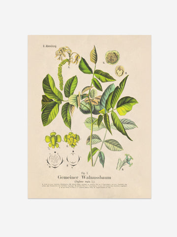 Walnut Botanical Print – Vintage Plant Wall Art