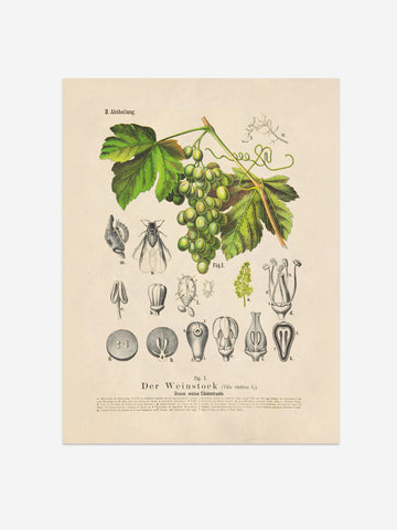 Grape Botanical Print – Vintage Plant Wall Art