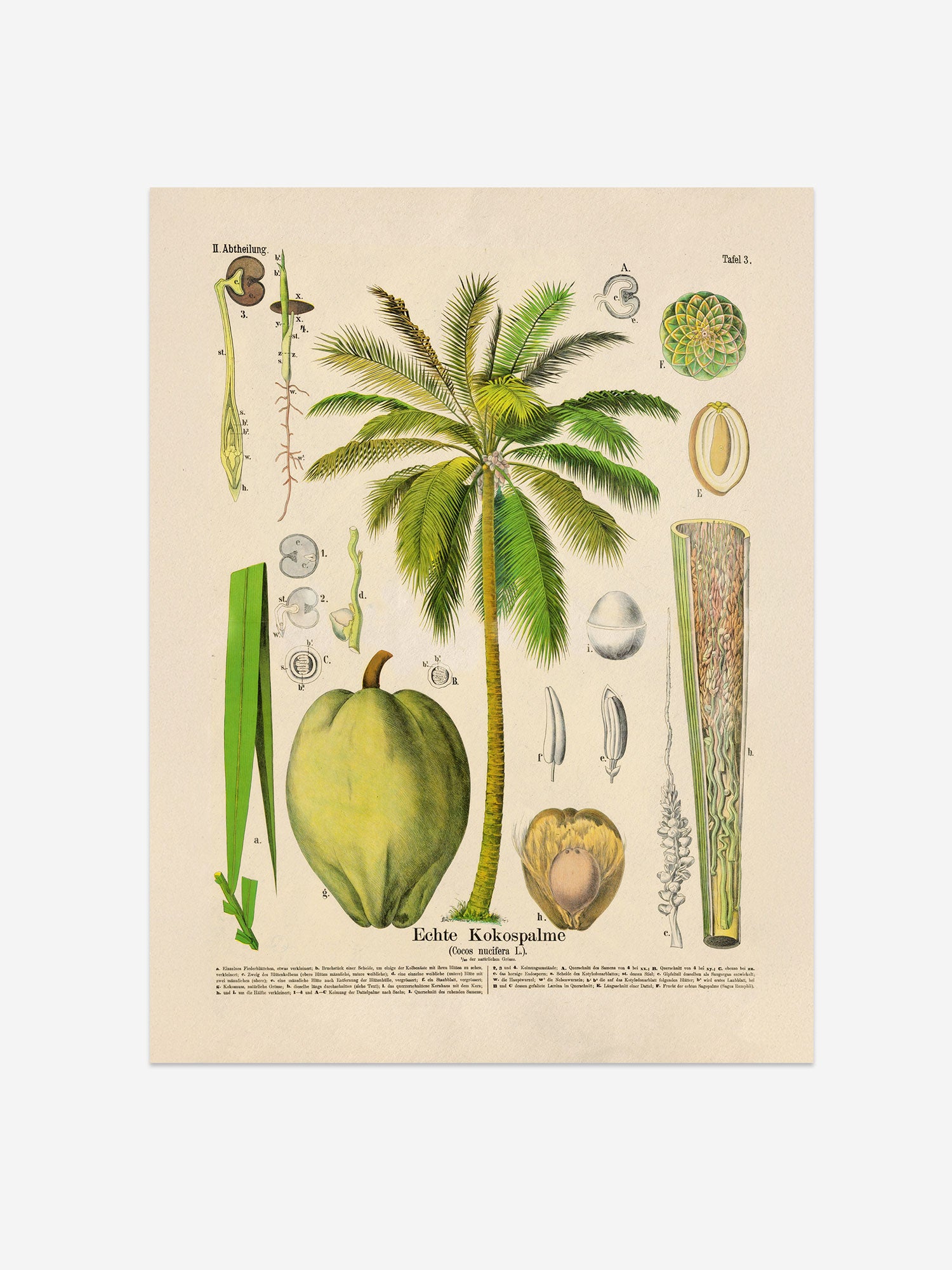 Coconut Botanical Print – Vintage Plant Wall Art