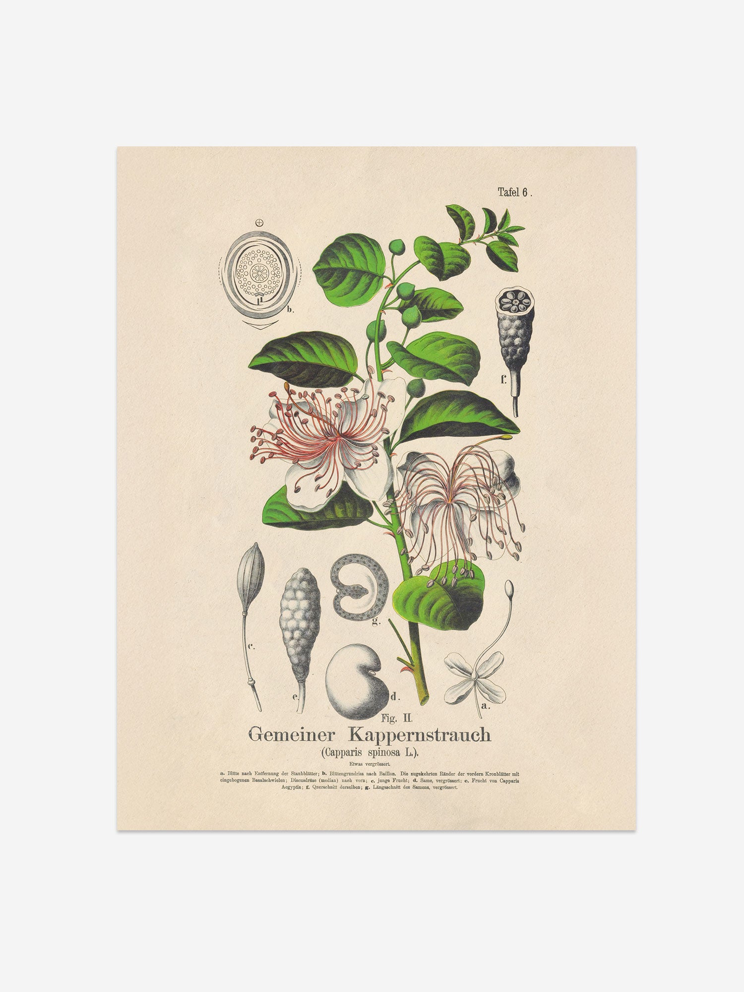 Caper Botanical Print – Vintage Plant Wall Art