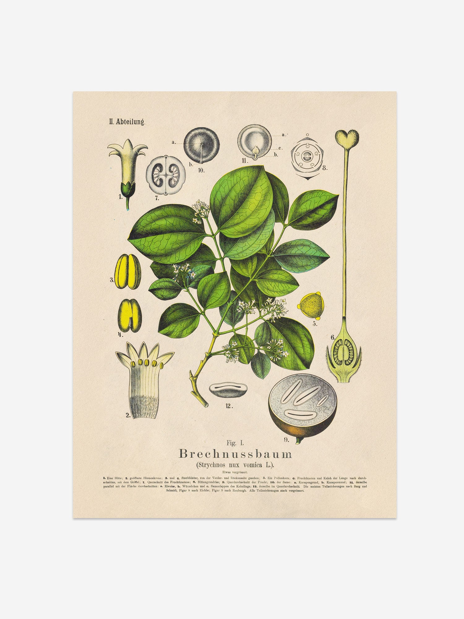 Strychnine Tree Botanical Print – Vintage Plant Wall Art