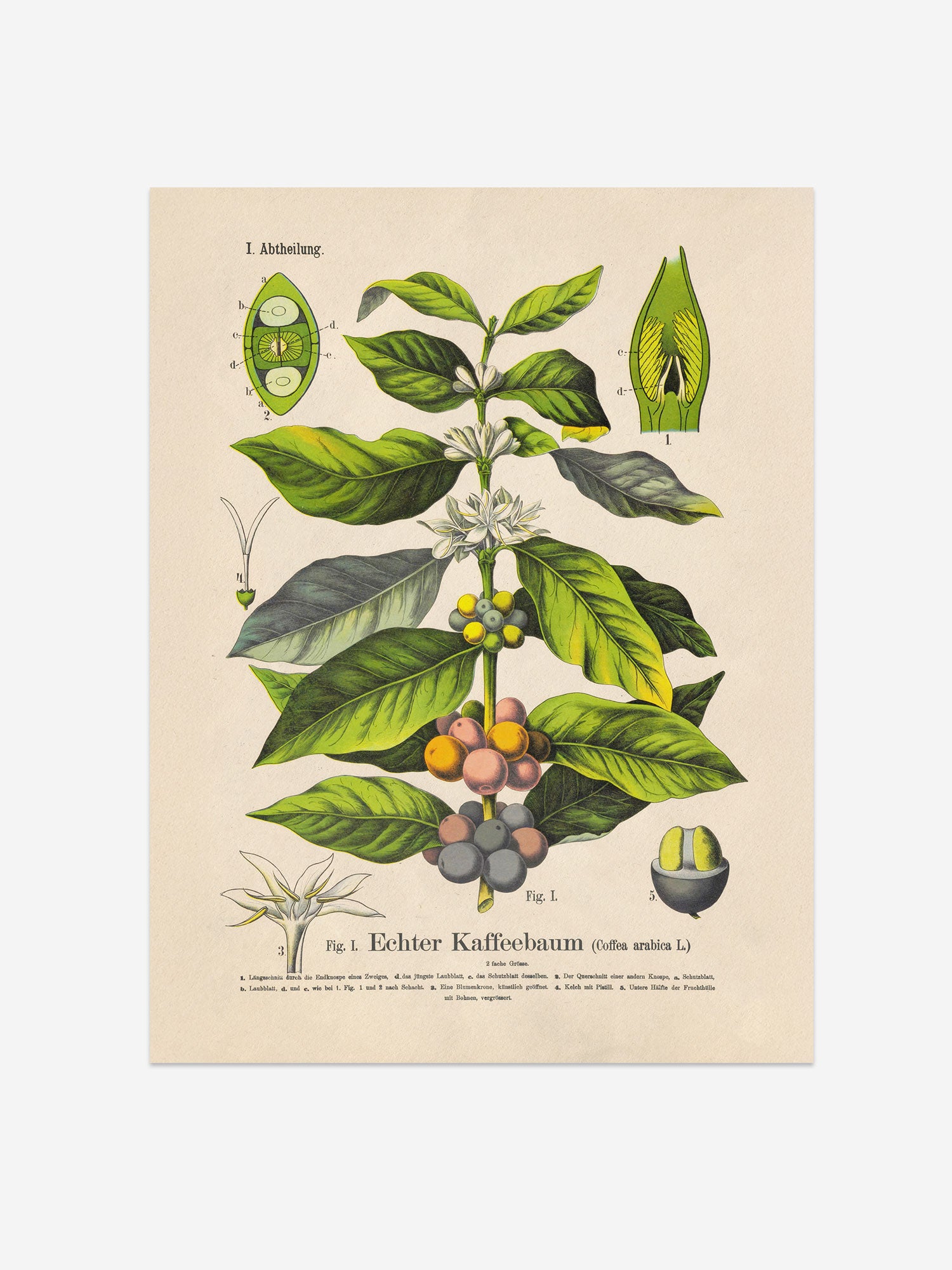 Coffea Arabica Botanical Print – Vintage Plant Wall Art