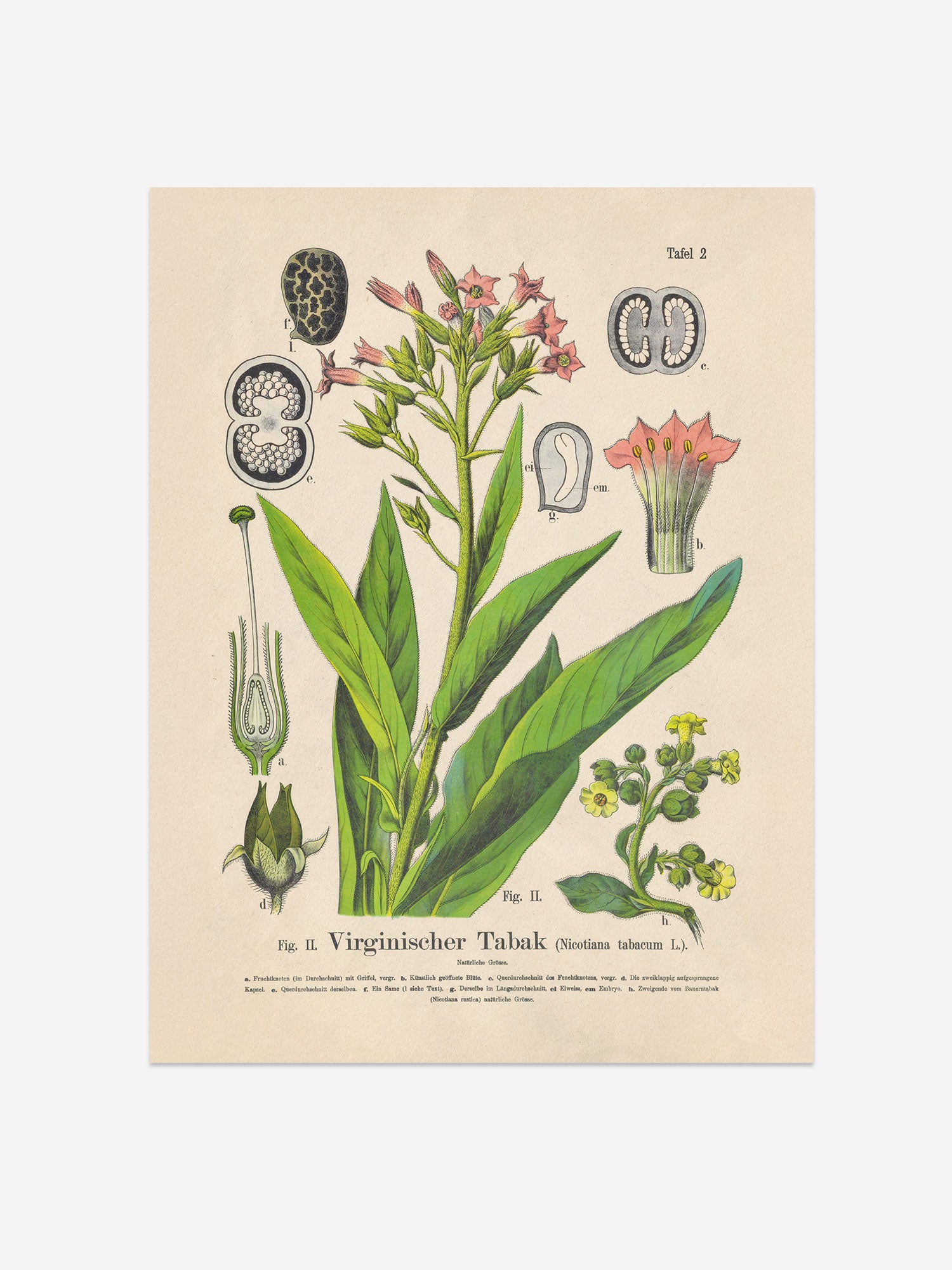 Tobacco Botanical Print – Vintage Plant Wall Art