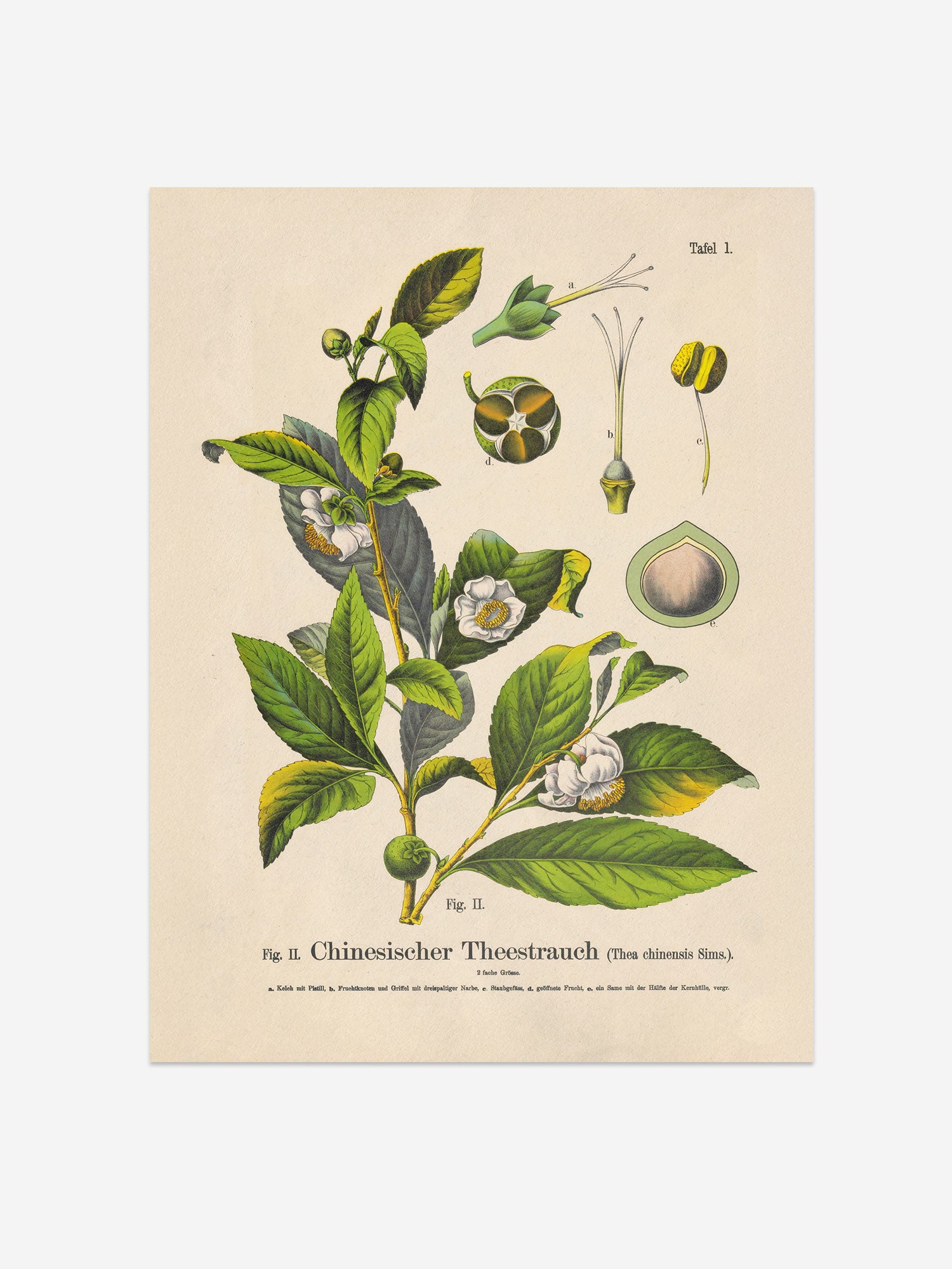 Tea Botanical Print – Vintage Plant Wall Art