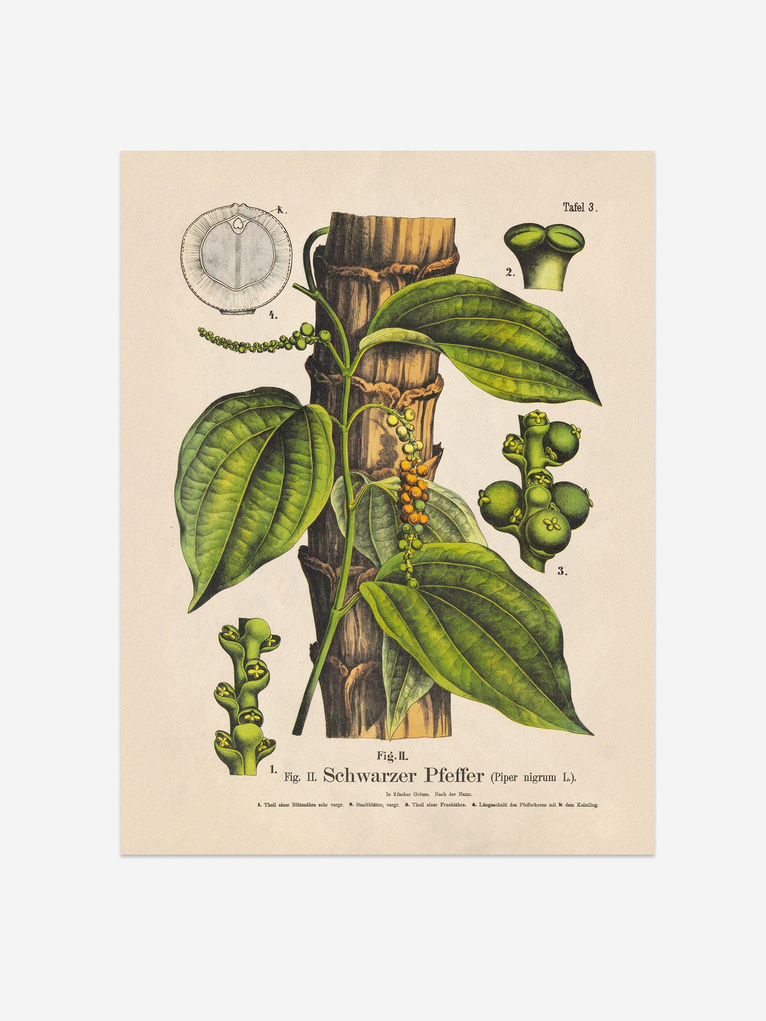 Black Pepper Botanical Print – Vintage Plant Wall Art