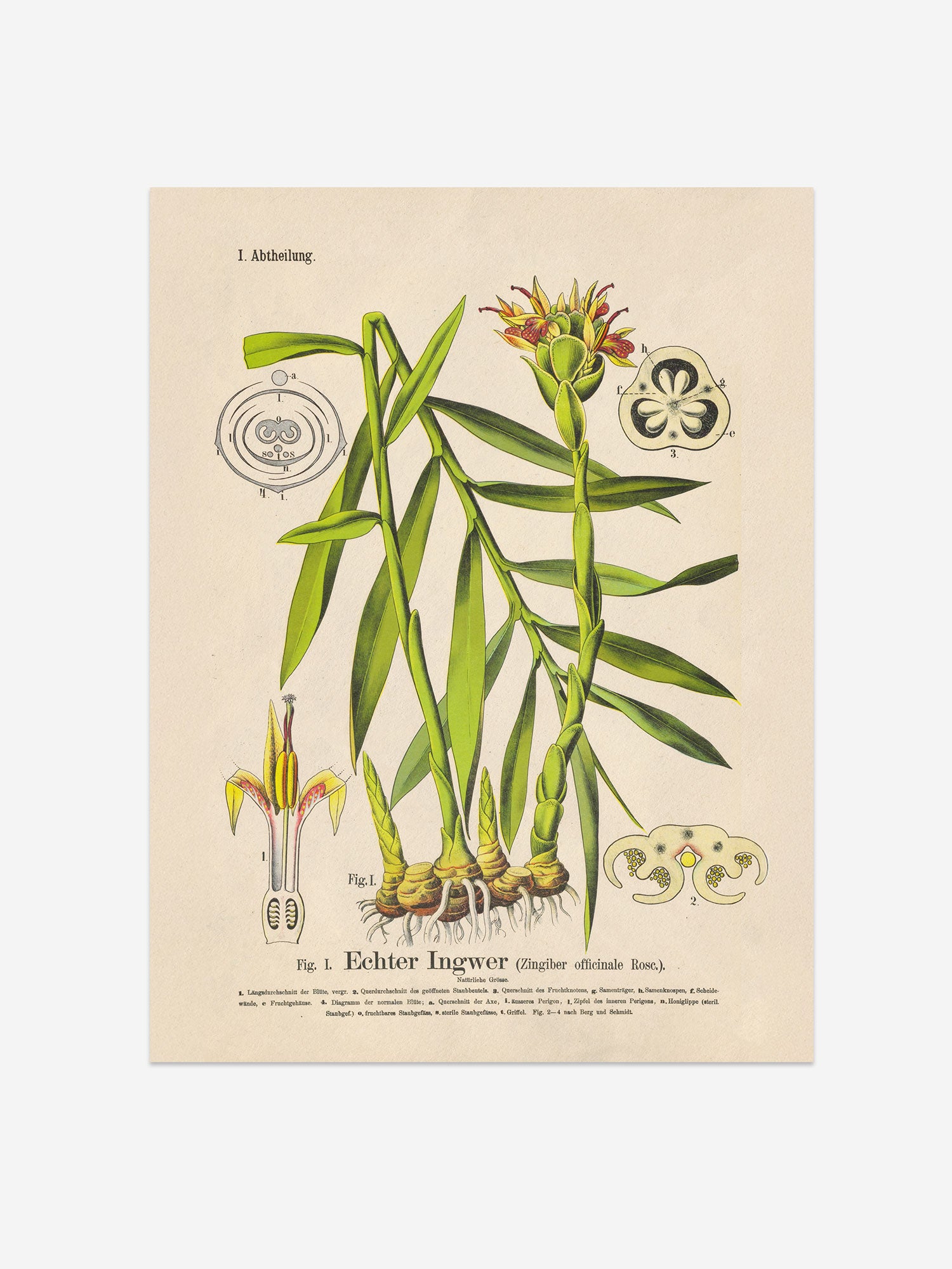 Ginger Botanical Print – Vintage Plant Wall Art