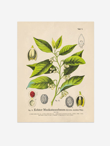 Nutmeg Botanical Print – Vintage Plant Wall Art