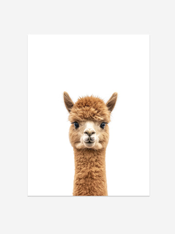 Baby Alpaca Photo Print – Baby Animals Collection – Cute Kids Wall Art