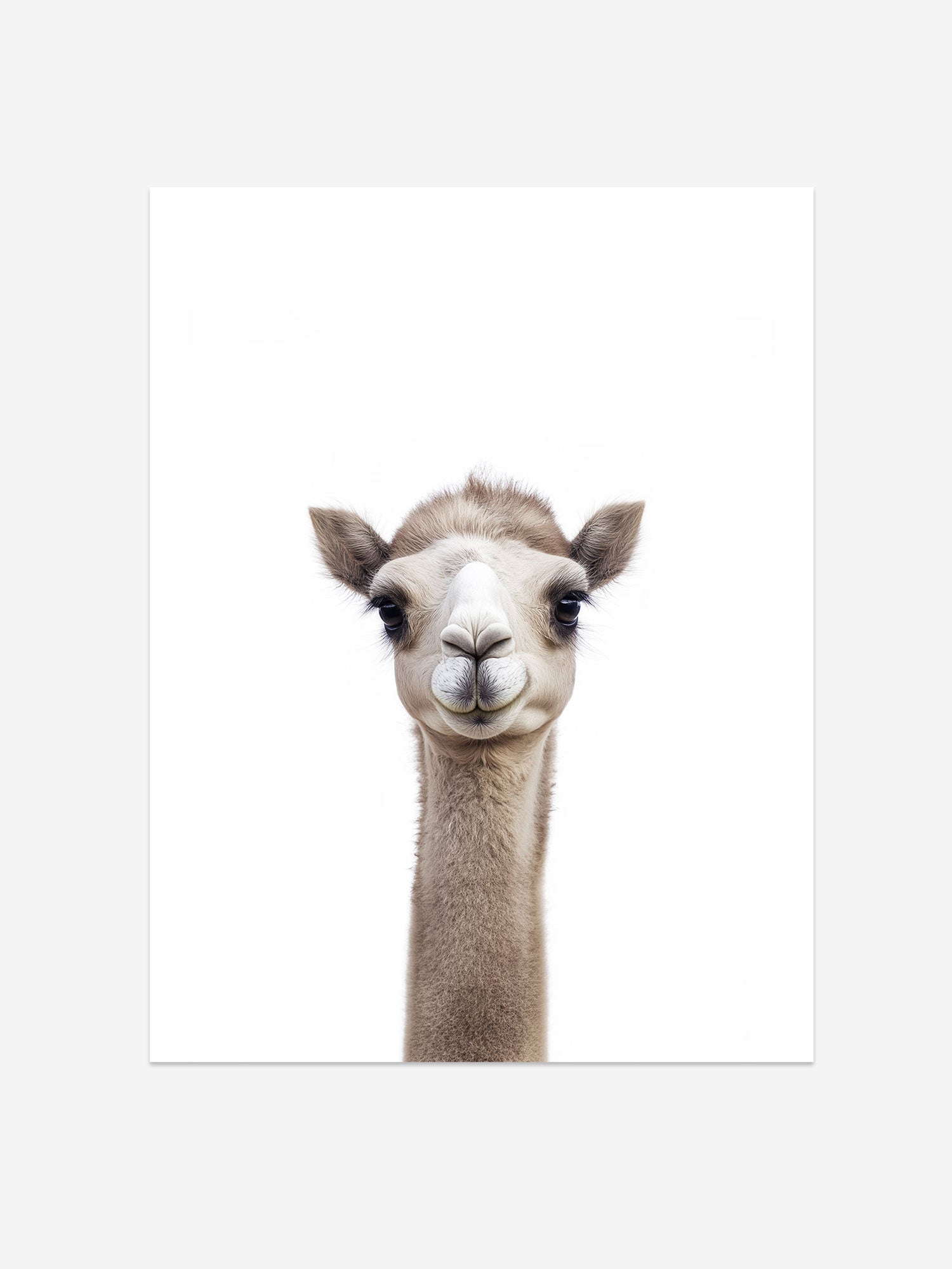 Baby Camel Photo Print – Baby Animals Collection – Cute Kids Wall Art