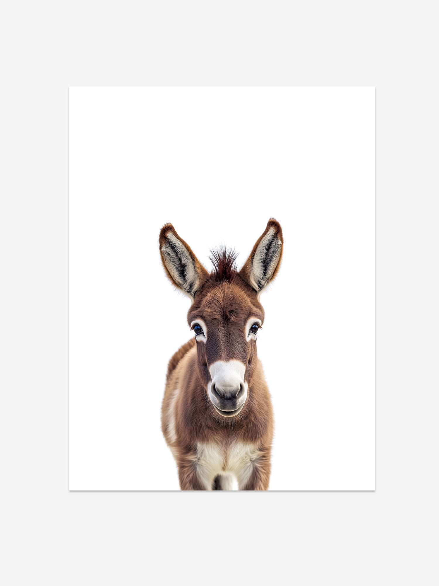 Baby Donkey Photo Print – Baby Animals Collection – Cute Kids Wall Art