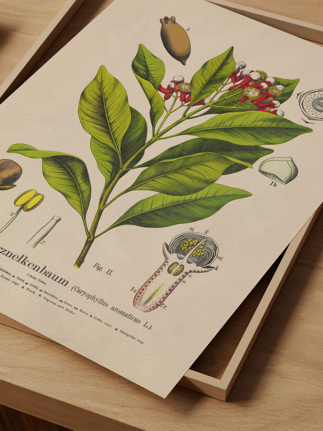 Clove Botanical Print – Vintage Plant Wall Art