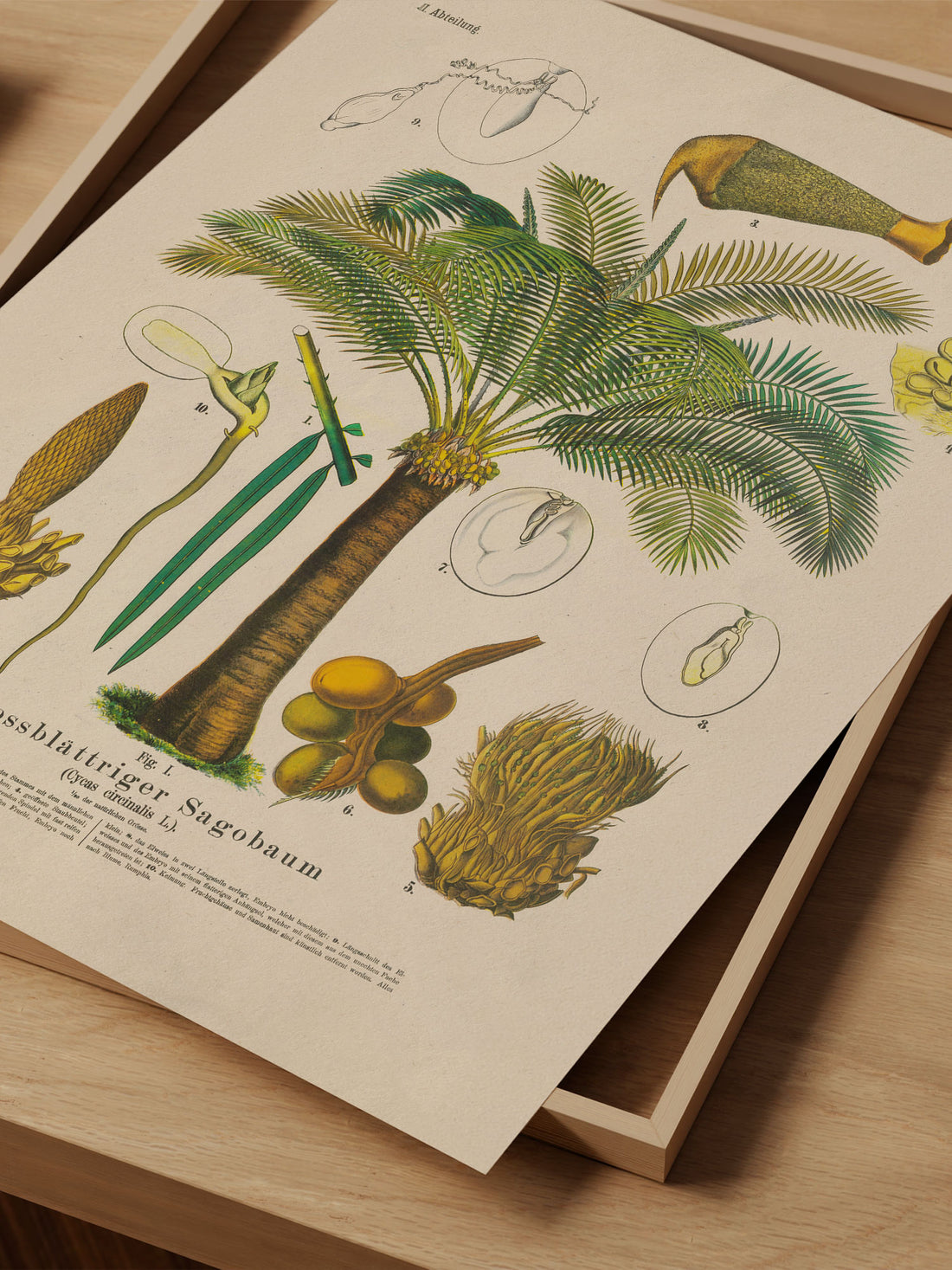 Cycas Botanical Print – Vintage Plant Wall Art