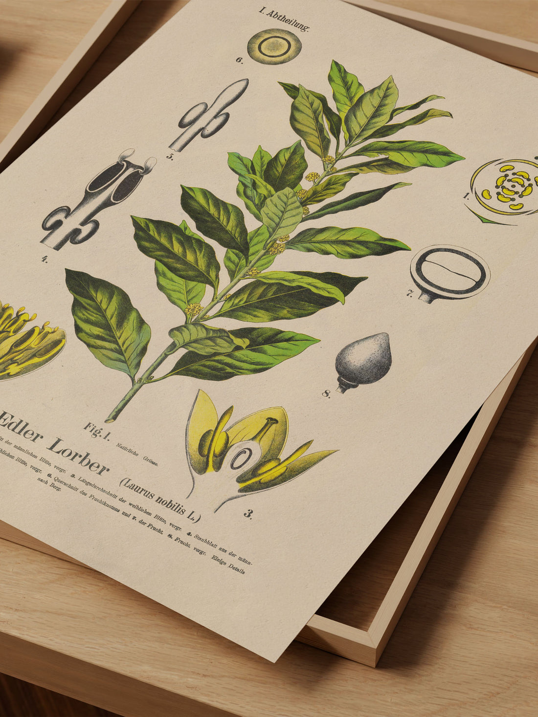 Bay Laurel Botanical Print – Vintage Plant Wall Art