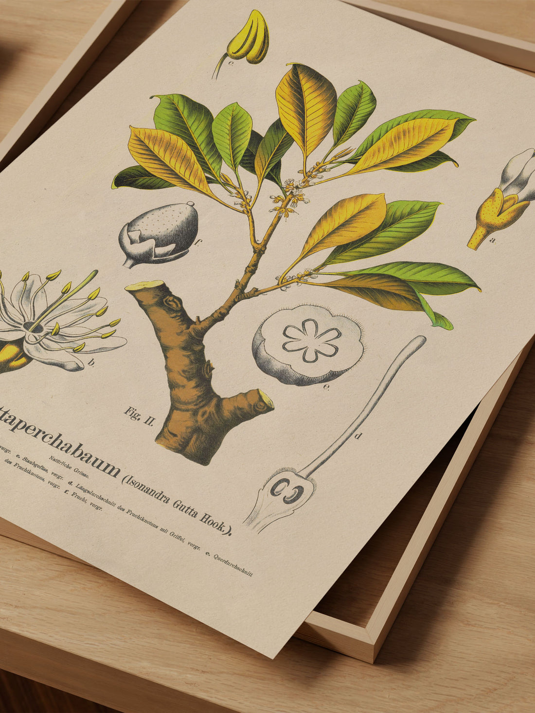 Isonandra Gutta Botanical Print – Vintage Plant Wall Art