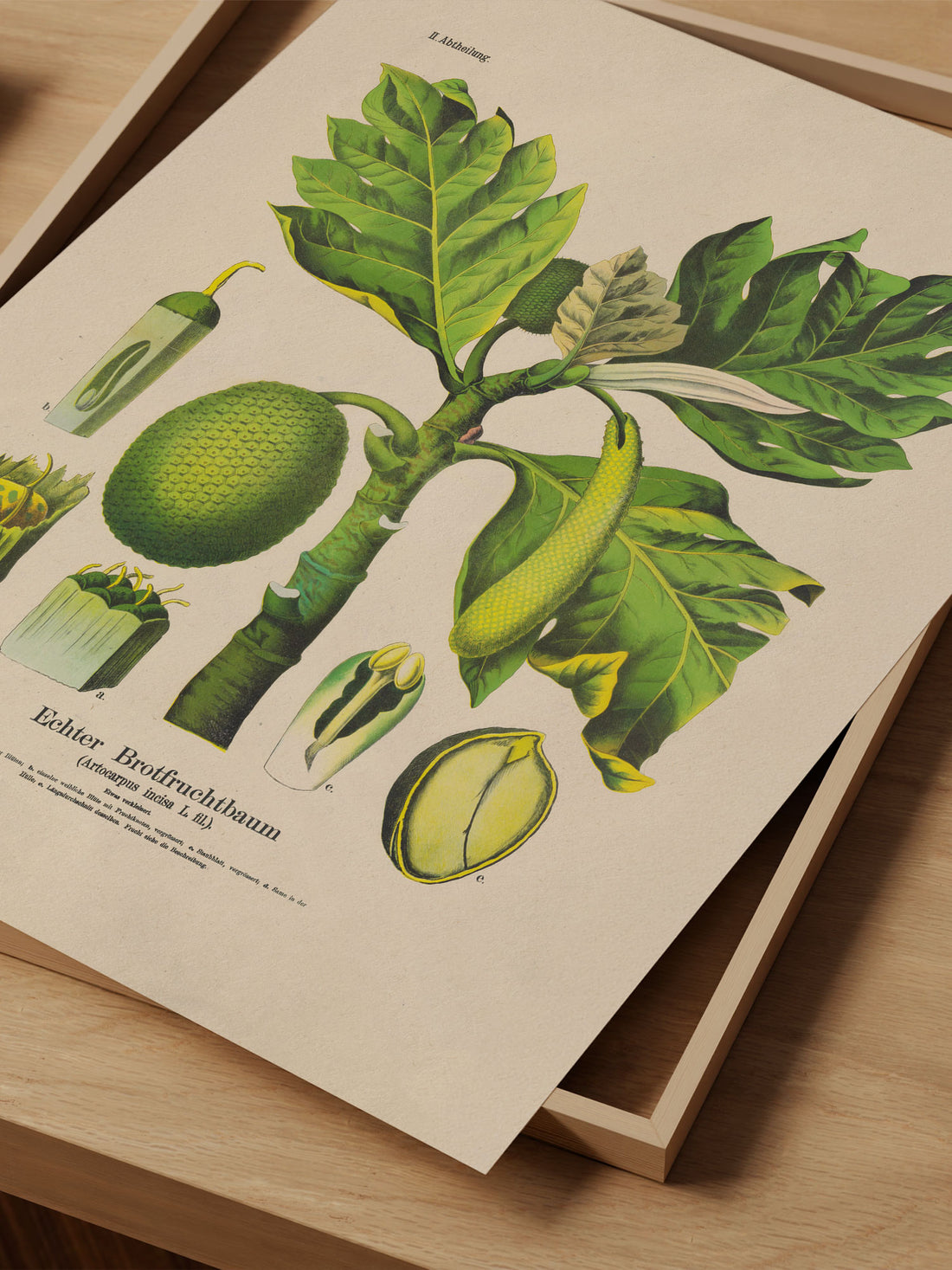 Breadfruit Botanical Print – Vintage Plant Wall Art