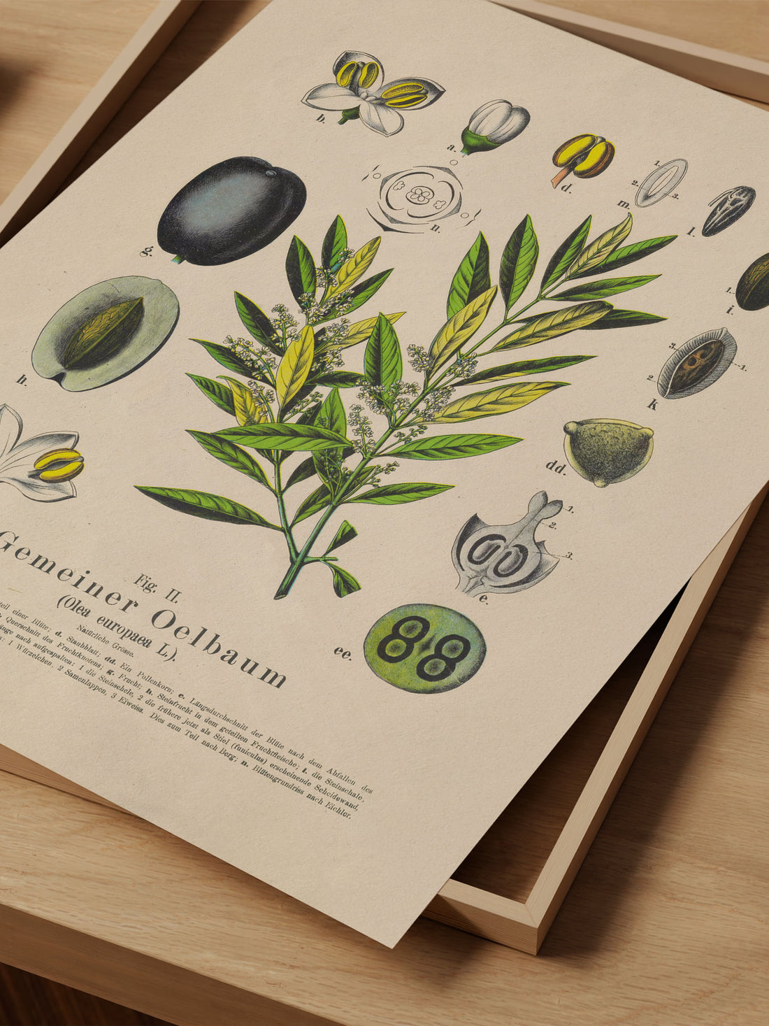 Olive Botanical Print – Vintage Plant Wall Art