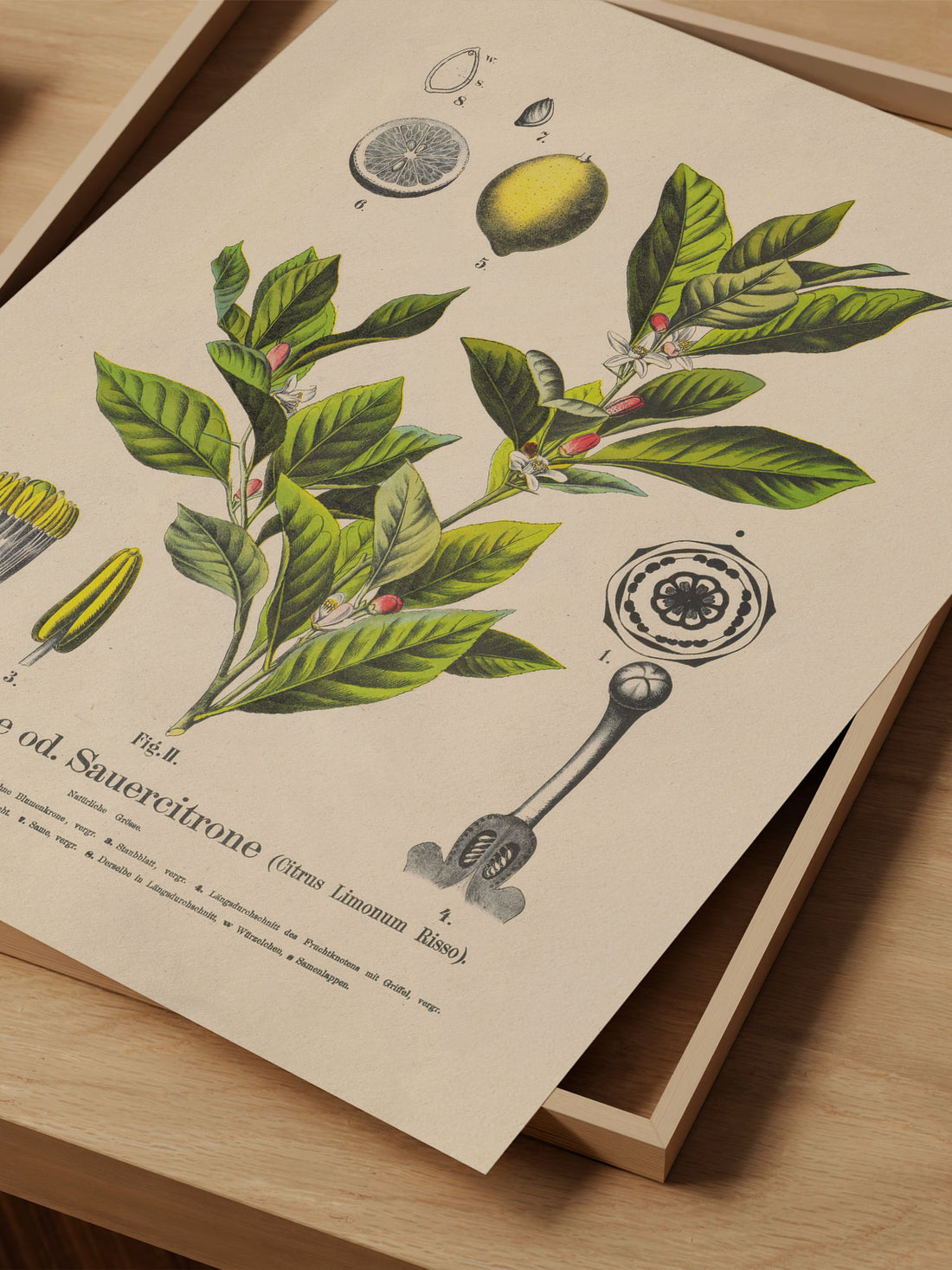 Lemon Botanical Print – Vintage Plant Wall Art