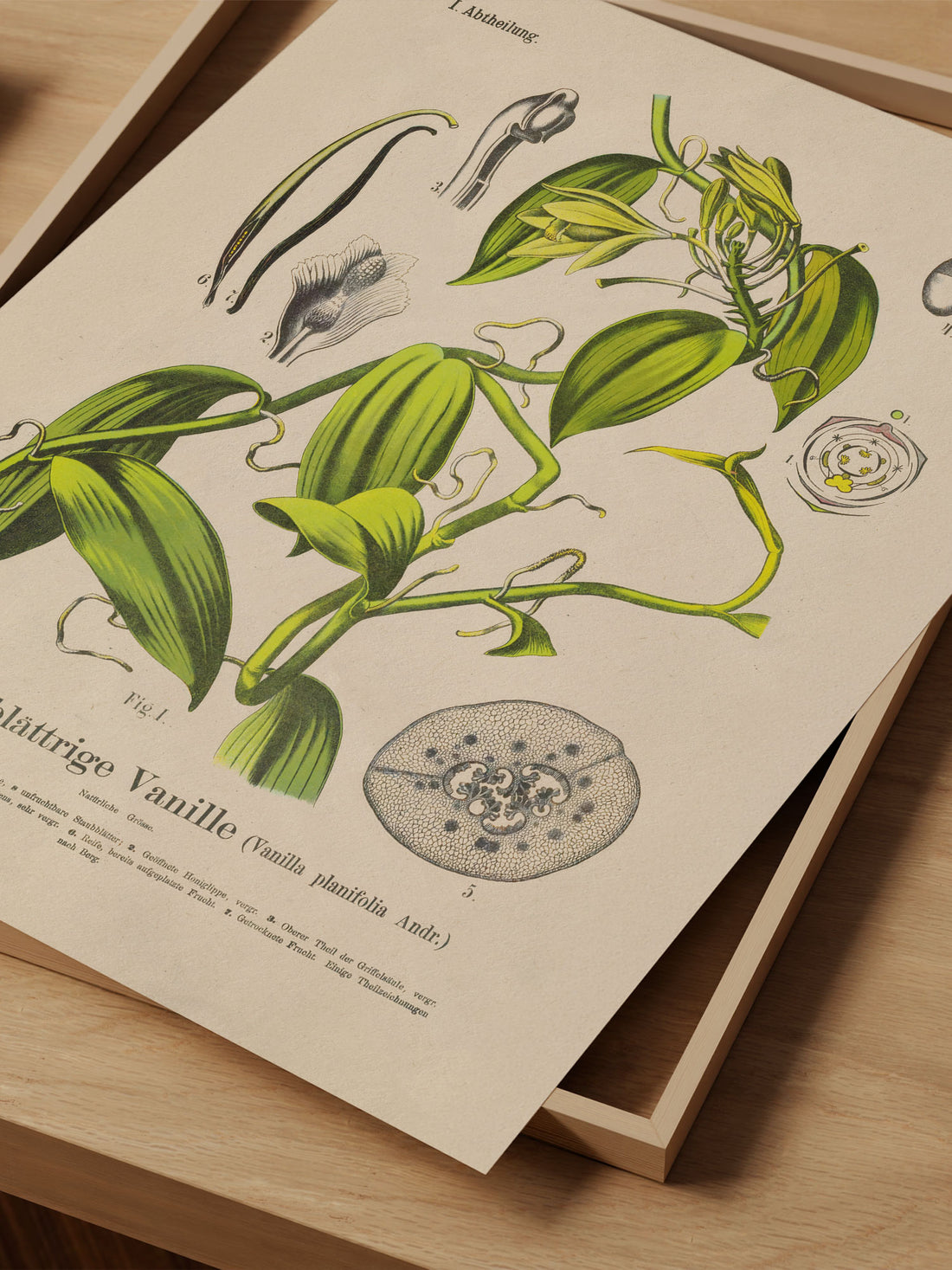 Vanilla Botanical Print – Vintage Plant Wall Art