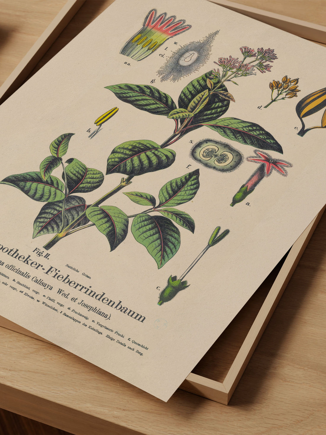 Quinine Botanical Print – Vintage Plant Wall Art