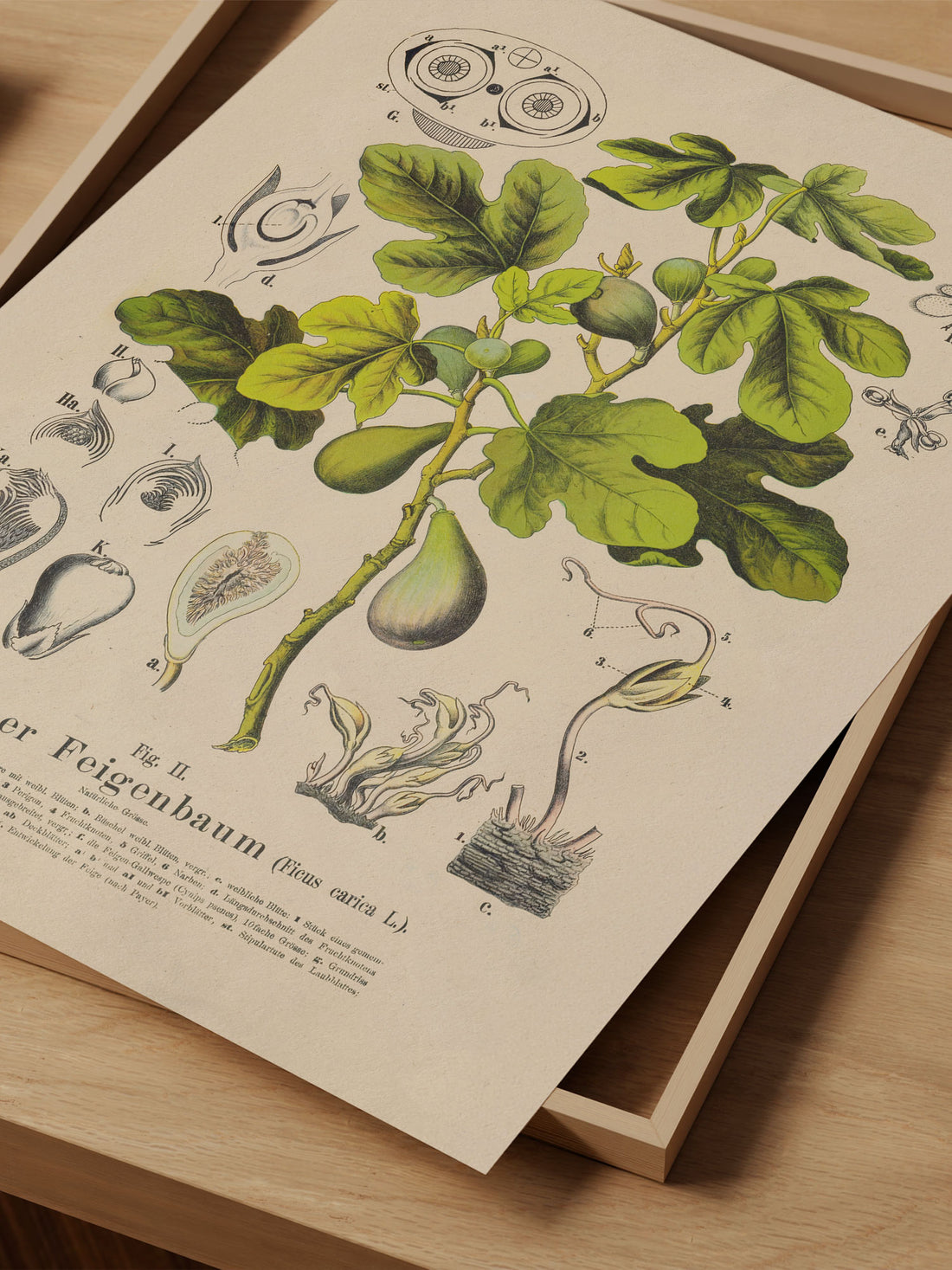 Fig Botanical Print – Vintage Plant Wall Art