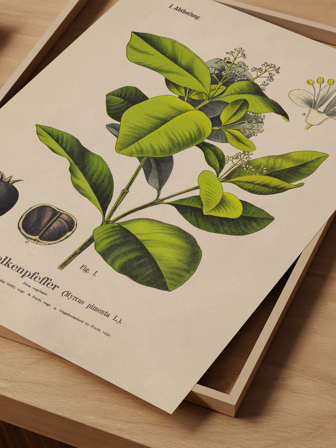 Allspice Botanical Print – Vintage Plant Wall Art