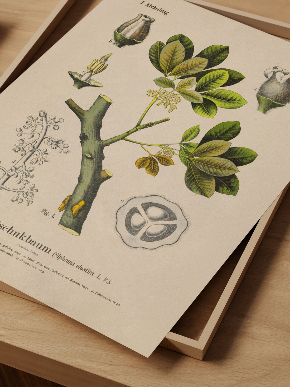 Rubber Tree Botanical Print – Vintage Plant Wall Art