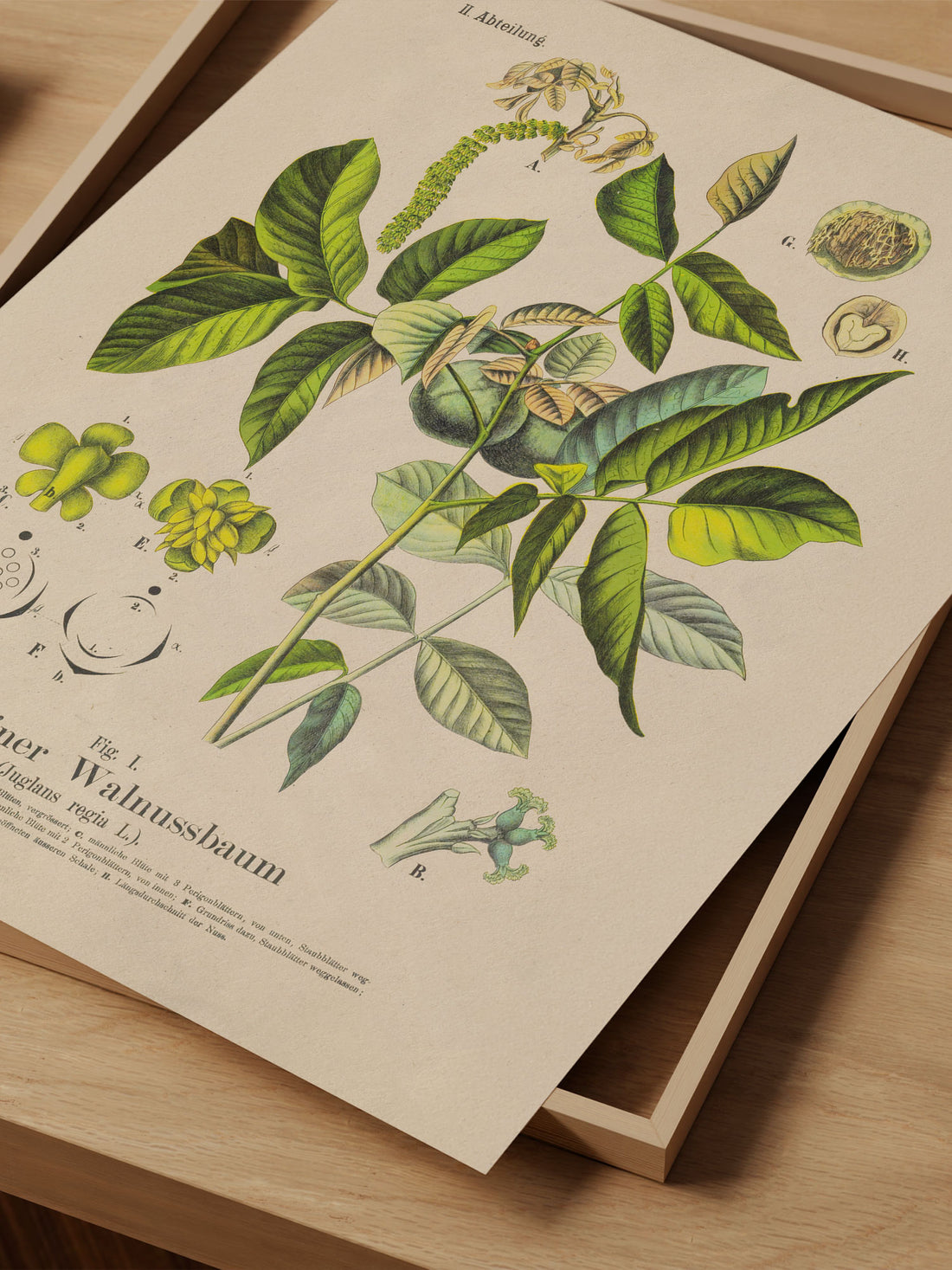 Walnut Botanical Print – Vintage Plant Wall Art