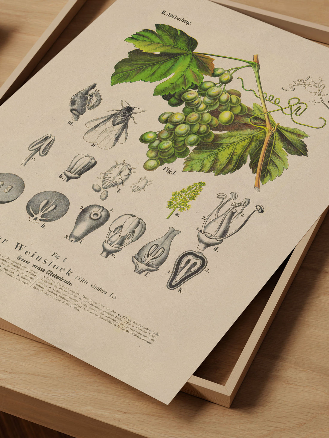 Grape Botanical Print – Vintage Plant Wall Art