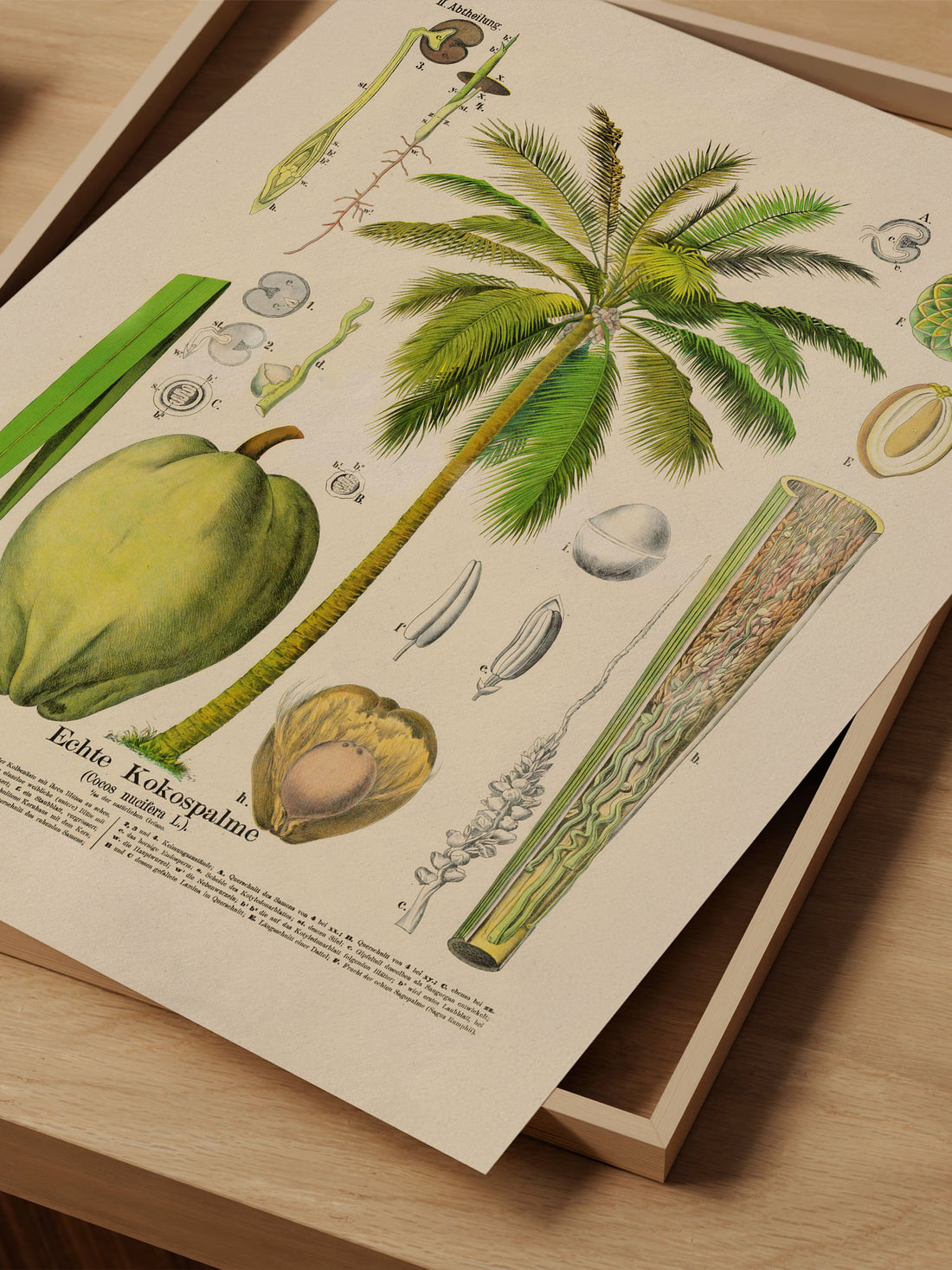 Coconut Botanical Print – Vintage Plant Wall Art