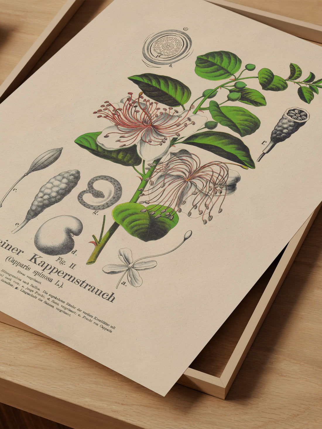 Caper Botanical Print – Vintage Plant Wall Art