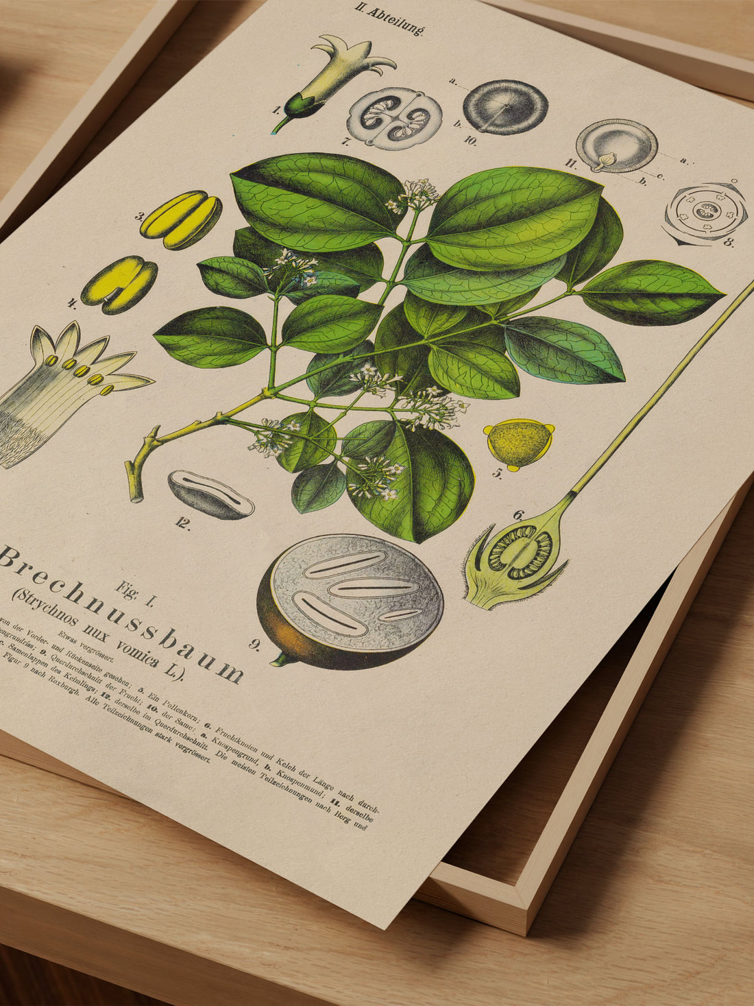 Strychnine Tree Botanical Print – Vintage Plant Wall Art