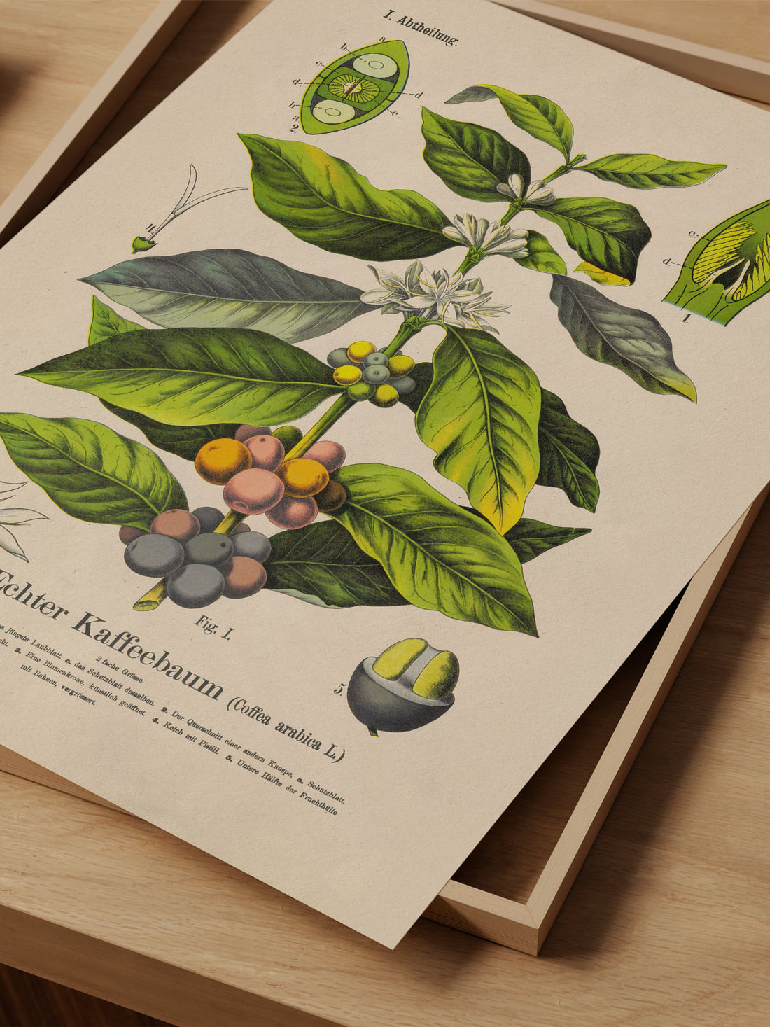 Coffea Arabica Botanical Print – Vintage Plant Wall Art