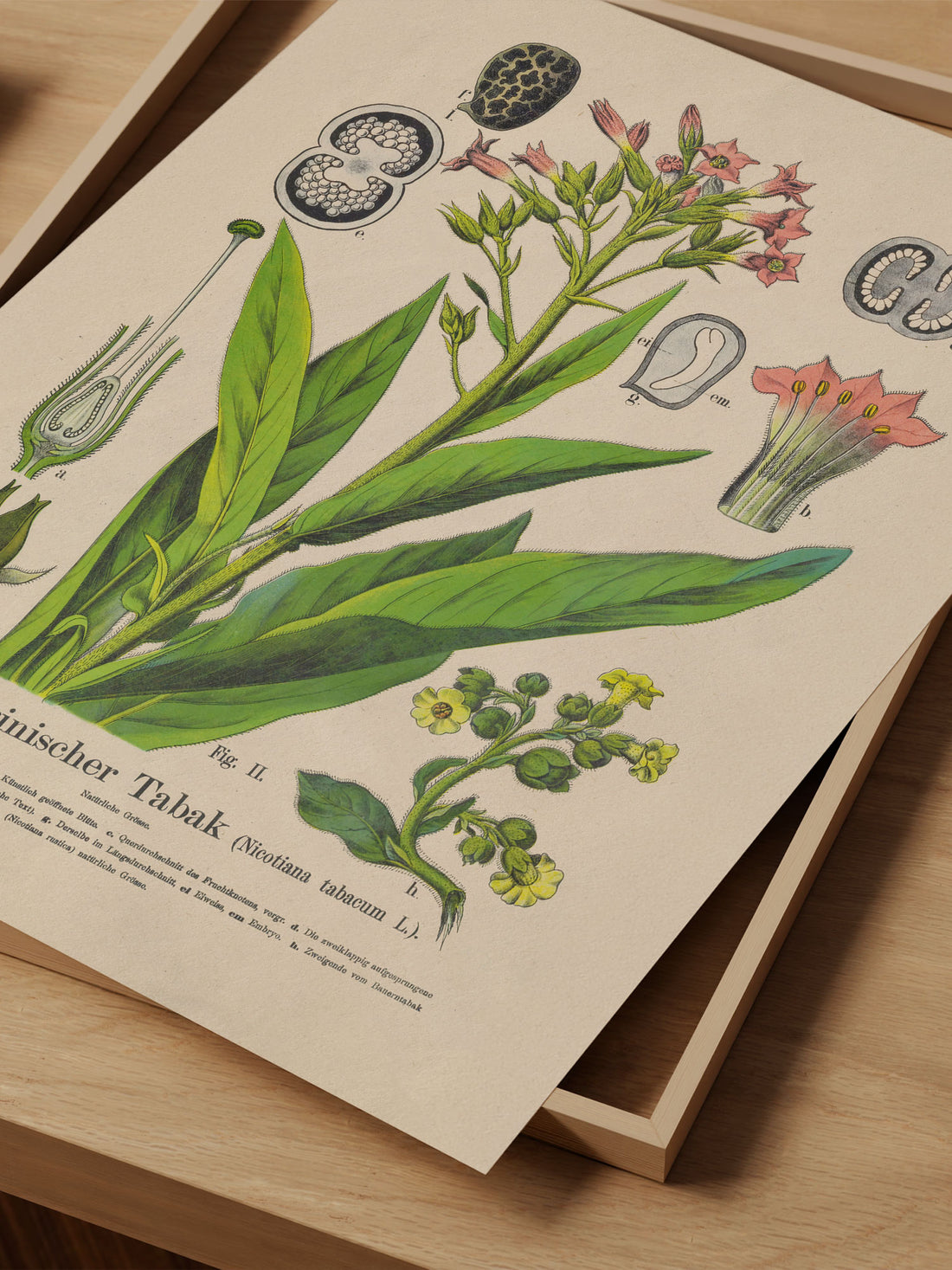 Tobacco Botanical Print – Vintage Plant Wall Art