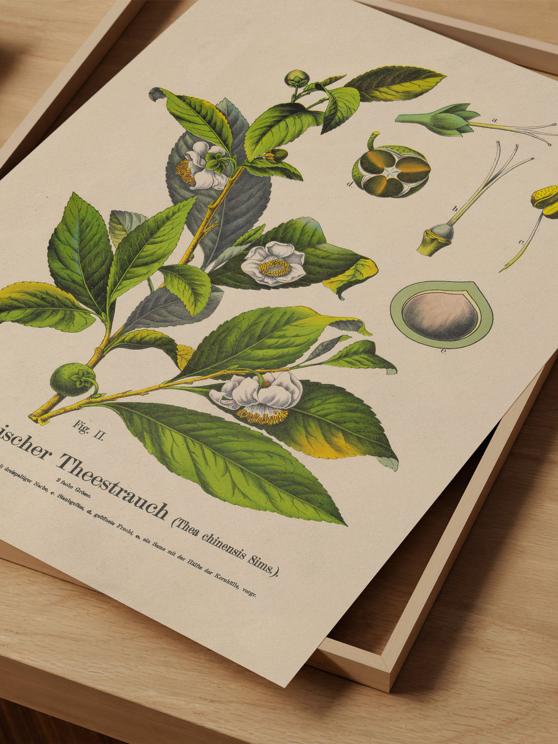 Tea Botanical Print – Vintage Plant Wall Art