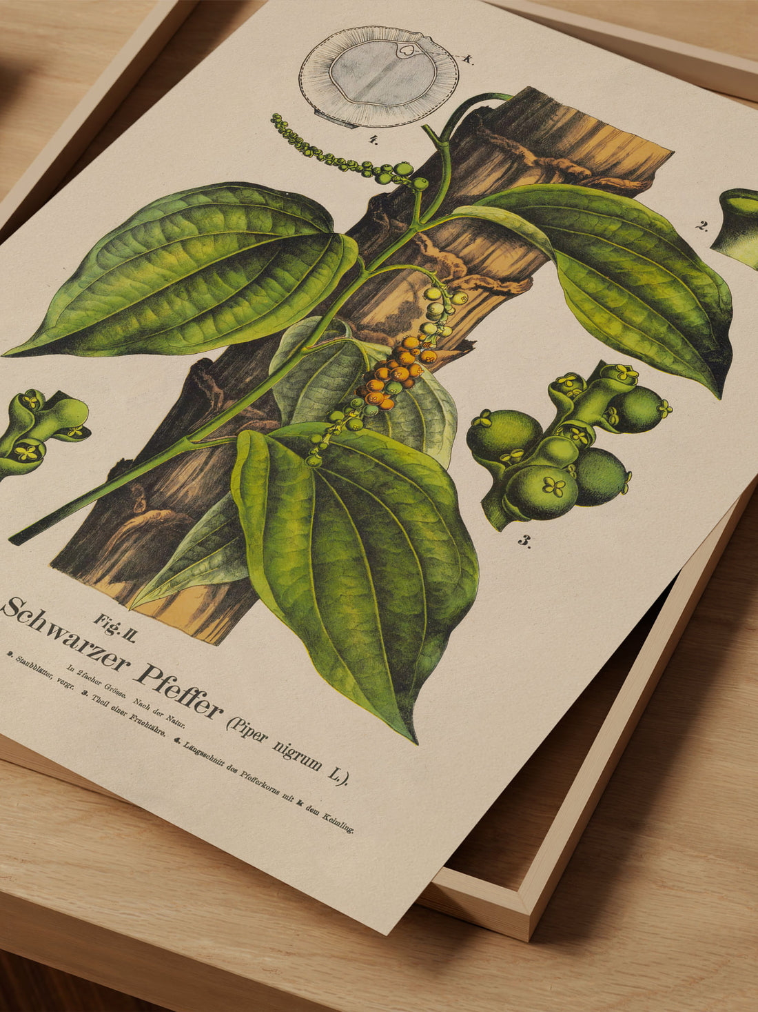 Black Pepper Botanical Print – Vintage Plant Wall Art