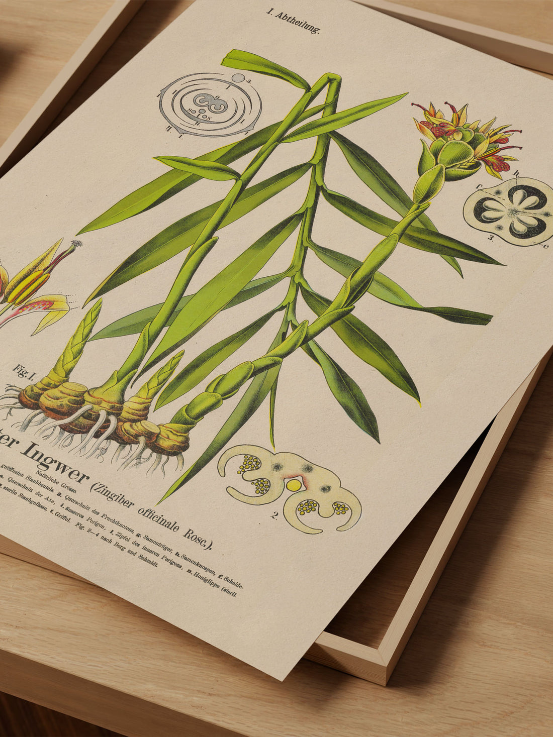 Ginger Botanical Print – Vintage Plant Wall Art